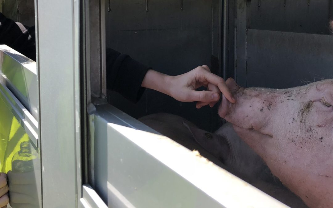 Liefde als boodschap van veganisme