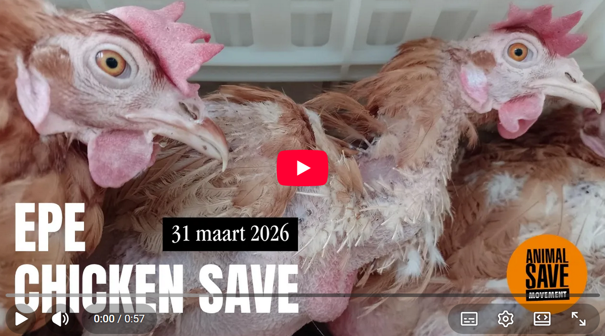 Epe Chicken Save YouTube Legkippen in krat bij slachthuis in Epe